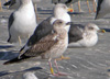 juvenile LBBG, ringed in the Netherlands.